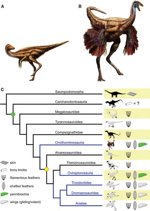 Pourquoi les dinosaures avaient-ils des plumes sans avoir la force de voler  ? - GuruMeditation