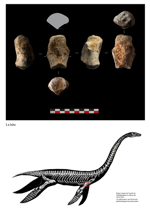 fig-6-hum%C3%A9rus-Pl%C3%A9siosaure.jpg